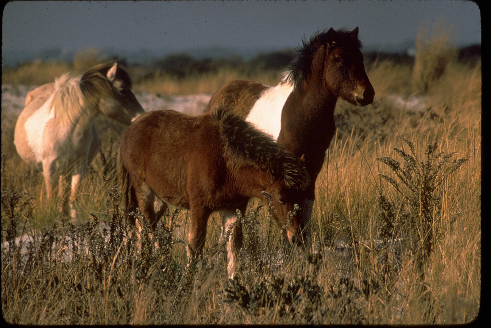 Chincoteague National Wildlife Refuge