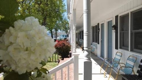 Hydrangeas along the walkway